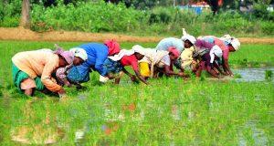 On Sowing The Seeds Of Digitization In Indian Agriculture